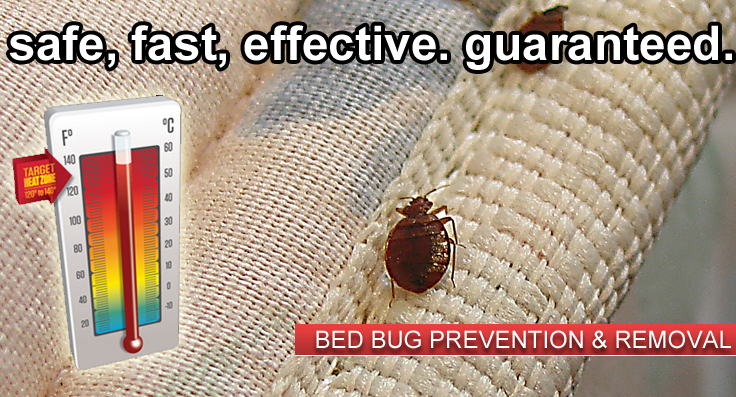 bed-bug-removal star